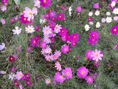 -长春公园(普阳街道)