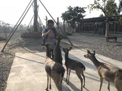 -鹿境梅花鹿生态园区