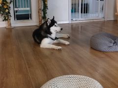 -Husky Go! 哈士奇体验馆·宠物咖啡厅狗咖