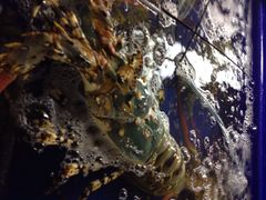 iphone_upload_pic-班赞海鲜市场