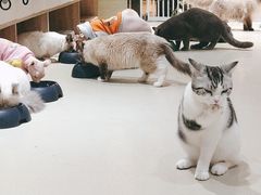 -藏猫猫咖啡主题馆(中央大道店)