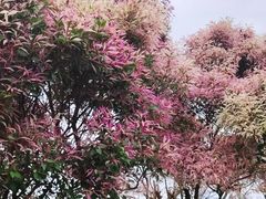 -鼓浪屿内厝澳码头(轮渡站)