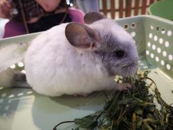 -Moni星球萌宠·小马宝莉·灵蛇·高端高阶全萌宠互动体验俱乐部(红豆国际广场店)