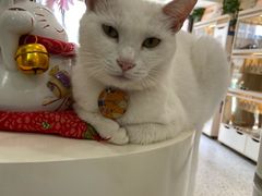 -柚子猫舍·精品猫舍购猫·猫咪认养·购宠·宠物店