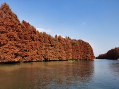 -上海海湾国家森林公园