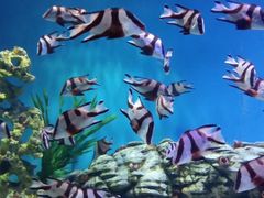 -汉堡王(海昌海洋公园店)