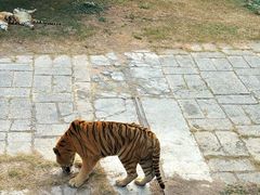 -深圳野生动物园