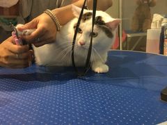 -PETKIT 小佩宠物·低压洗护·美容·寄养(安远店)