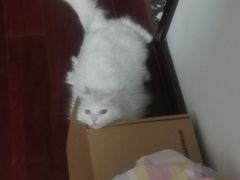 -瑞派雷欧宠物医院·中兽医·眼科·急重症转诊中心(黄台店)