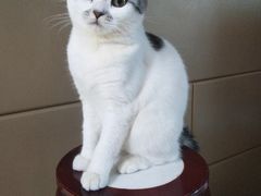 -宠爱国际动物医院· 猫科· 外科·中兽医(长白店)