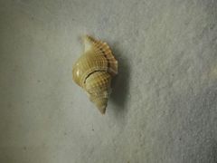 -青岛贝壳博物馆