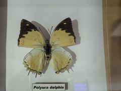 -上海大自然野生昆虫馆