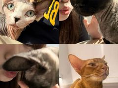 -琪喵猫屋·撸猫猫咖·猫舍