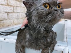 -八公叔叔宠物美容连锁(春申店)