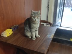 -楼上猫咖(罗湖店)