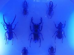 -上海大自然野生昆虫馆(东方明珠·爬宠昆虫探索中心)