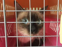 -佳怡动物医院·平价24小时·猫专科骨外科