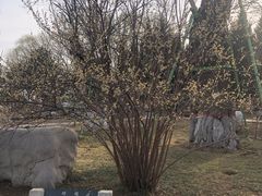 -石家庄市植物园