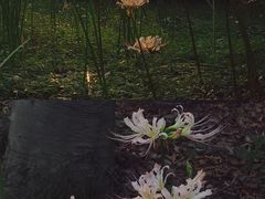 -杭州植物园