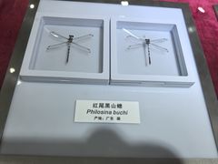 -上海昆虫博物馆