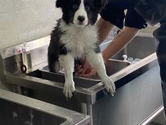 -翊宠yipet猫狗购宠庄园犬舍•猫舍