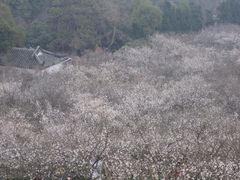 -香雪海