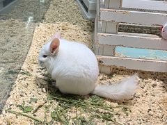 -宠物世家(仲盛世界商城店)