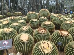 -深圳仙湖植物园