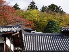 -奈良公园