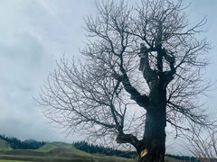 -新疆那拉提国家旅游度假区