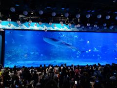 -烟台海昌鲸鲨海洋公园