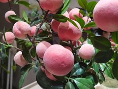 -小豆海棠(嘉兴路店)