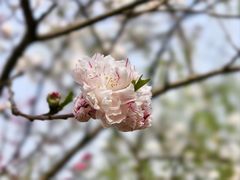 -顾村公园