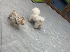 -瑞鹏宠物医院·骨科·猫科·内科(第一中心)