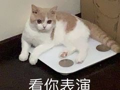 -babydoll猫舍·米努特·德文·缅因(久光中心店)