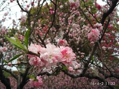 -南汇桃花村
