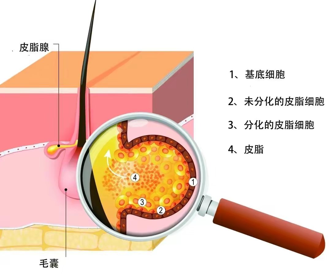 网状细胞属于哪种细胞图片