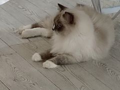 -共舞时光猫咖·狗咖(新街口店)