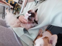 -平行世界·猫咖(首经贸店)