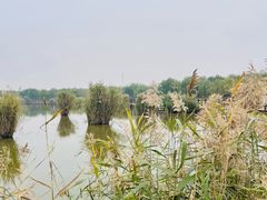 -西青郊野公园