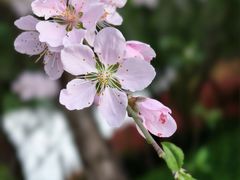 -苏州上方山国家森林公园