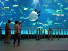 -烟台海昌鲸鲨海洋公园