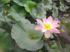 -广州莲花山旅游区
