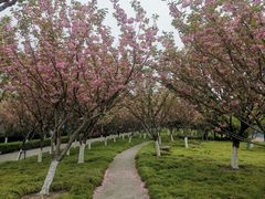 -高东镇樱花园
