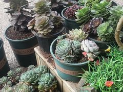 -老姐石板烧烤+铜炭火锅(总店)