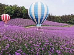-大塘金香草谷