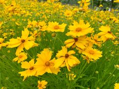 -黄海国家森林公园