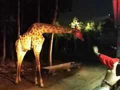 -清迈夜间动物园