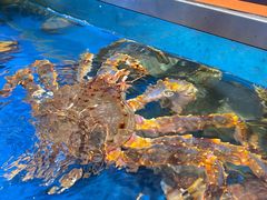 帝王蟹-盒马鲜生(杭州运河上街店)