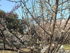 -蜀冈西峰生态公园